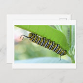 Monarch Caterpillar Close-up Foto Briefkaart (Voorkant / Achterkant)