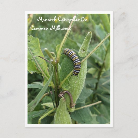 Monarch Caterpillar Sur Carte Postale Commune Milk (Devant)