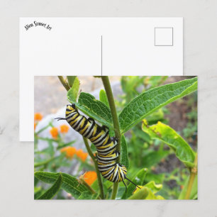 Monarch Caterstone Briefkaart