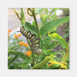 Monarch Caterstone Magneet