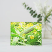 Monarch Caterstyle (Danaus plexippus) Briefkaart (Staand voorkant)