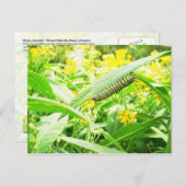 Monarch Caterstyle (Danaus plexippus) Briefkaart (Voorkant / Achterkant)