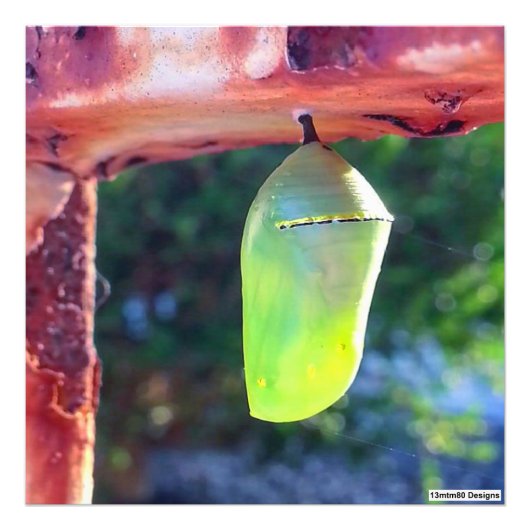 Monarch Chrysalis 2018 - Fotoprint Foto Afdruk (Voorkant)