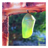 Monarch Chrysalis 2018 - Impression photo (Devant)