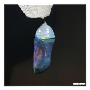 Monarch Chrysalis 2022 - Impression photo