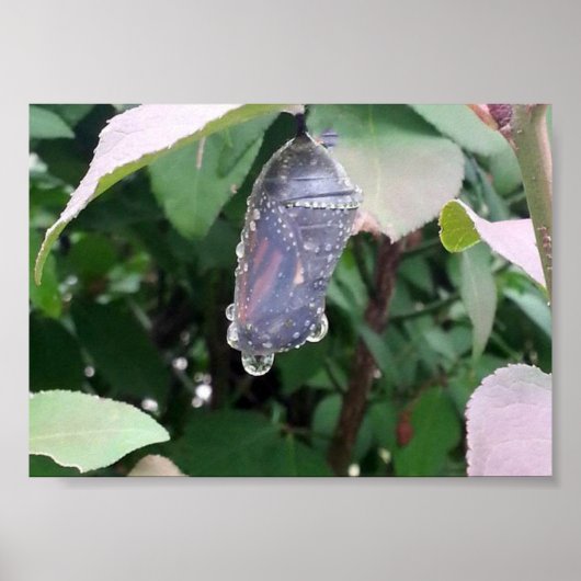 Monarch Chrysalis Poster (Voorkant)