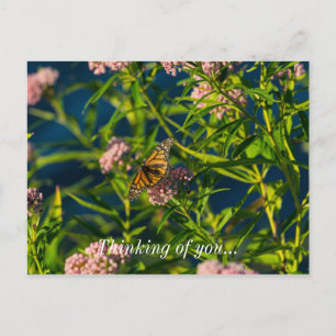Monarch en melkroze denking van uw Briefkaart