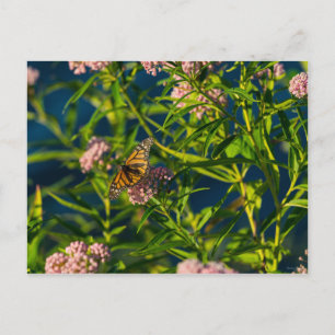 Monarch en molenroos briefkaart