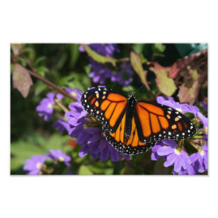 Monarch Foto Afdruk