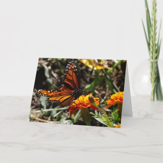 Monarch & Goudsbloem Kaart (Voorkant)