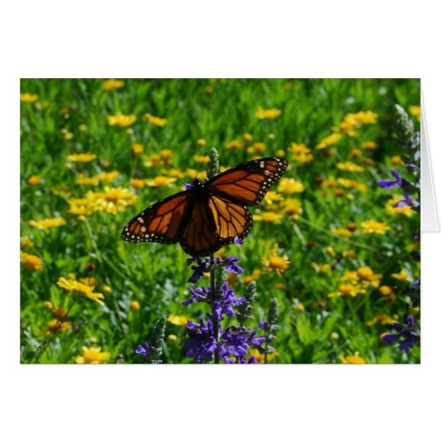 Monarch in de Meadow (Voorkant Horizontaal)