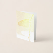 Monarch in het ochtendlicht