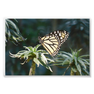 Monarch in wachttijd foto afdruk