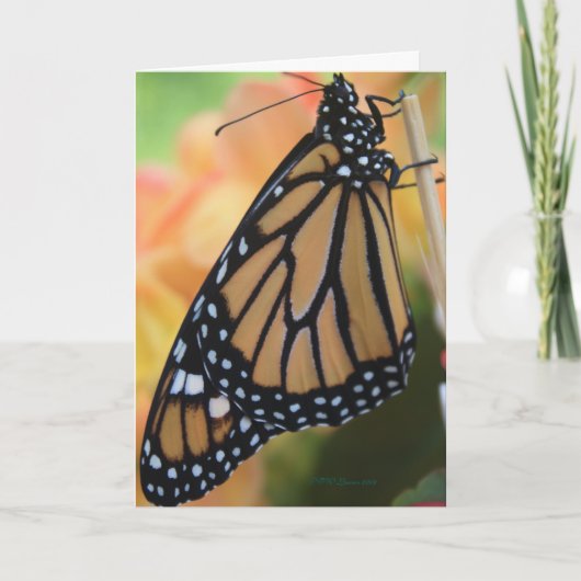 Monarch Kaart (Voorkant)