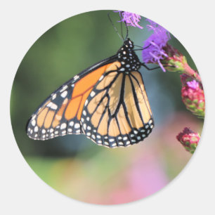 Monarch lunch ronde sticker