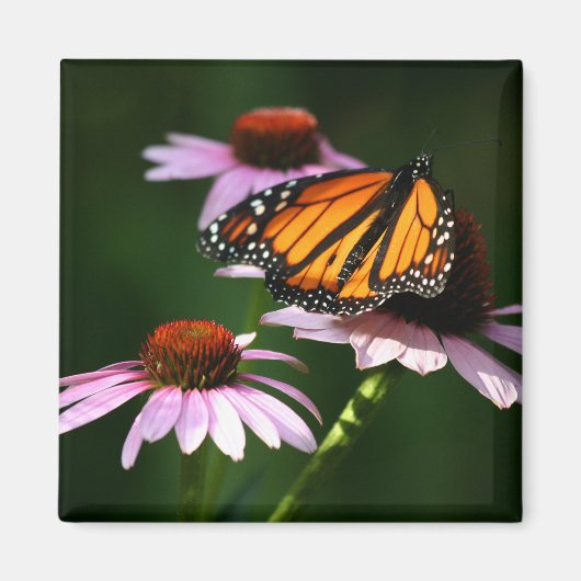 monarch magneet (Voorkant)
