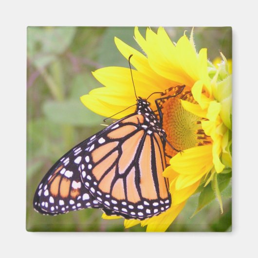 Monarch Magneet (Voorkant)