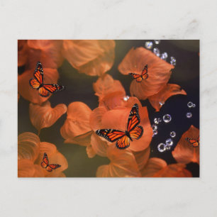 Monarch Moments Briefkaart