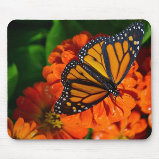 Monarch Muismat (Voorkant)