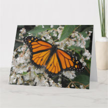 Monarch of Milkweed Butterfly