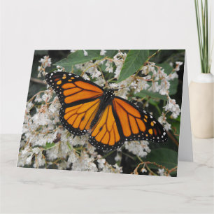 Monarch of Milkweed Butterfly Bedankkaart