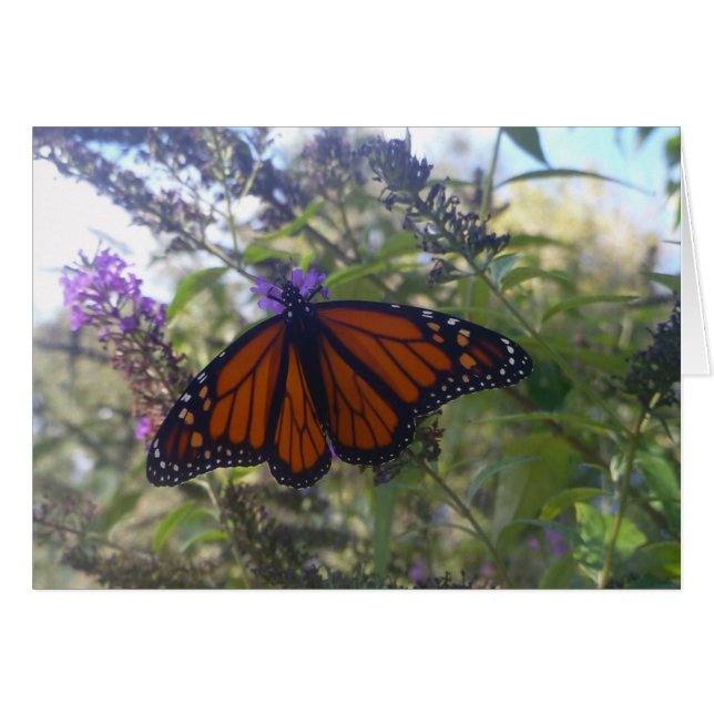 Monarch op de Struik van vlinder (Voorkant Horizontaal)