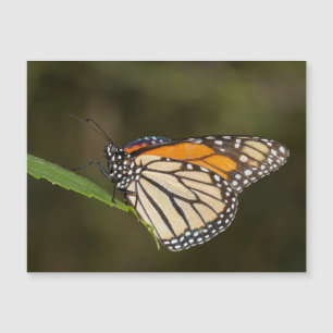 Monarch op een blad