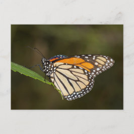 Monarch op een blad briefkaart