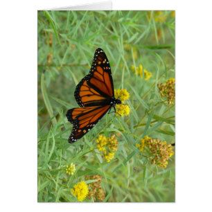Monarch op Goldenrod