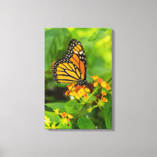 Monarch op Lantana Canvas Afdruk
