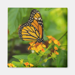Monarch op Lantana Magneet