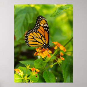 Monarch op Lantana Poster