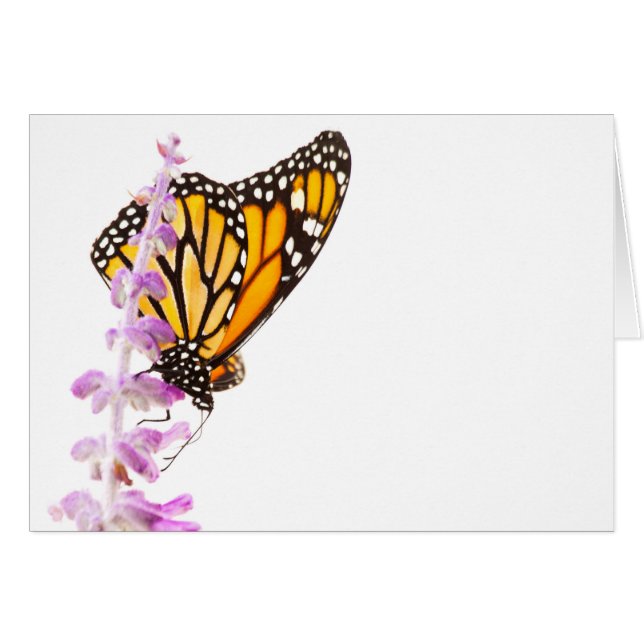 Monarch op lavendel (Voorkant Horizontaal)