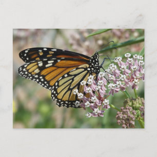 Monarch op Milkweed Briefkaart