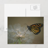 Monarch op paardenbloem briefkaart (Voorkant / Achterkant)