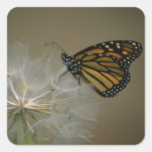 Monarch op paardenbloem vierkante sticker