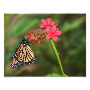 Monarch op Penta-bloemen Foto Afdruk