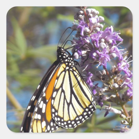 Monarch op Vitex Vierkante Sticker (Voorkant)