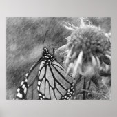 Monarch Papillon noir Poster d'art crayon noir (Devant)