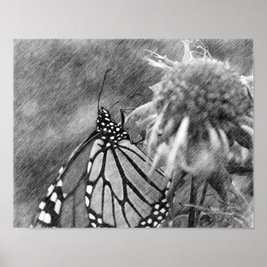 Monarch Papillon noir Poster d'art crayon noir (Devant)