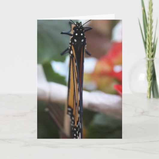 Monarch poseerde kaart (Voorkant)