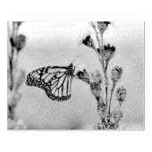 Monarch Rubberstempel (Afrduk)