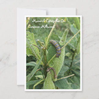 Monarch rups op gemeenschappelijke Milkweed Briefk Briefkaart