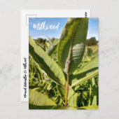 Monarch rups op Milkweed Briefkaart (Voorkant / Achterkant)