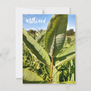 Monarch rups op Milkweed Briefkaart
