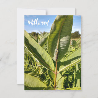 Monarch rups op Milkweed Briefkaart
