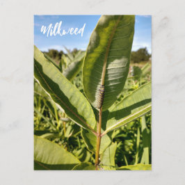 Monarch rups op Milkweed Briefkaart