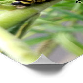 Monarch Rups Poster (Hoek)