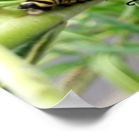 Monarch Rups Poster (Hoek)