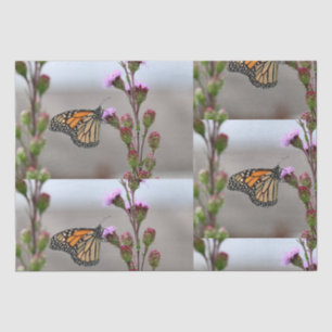 Monarch Tissuepapier